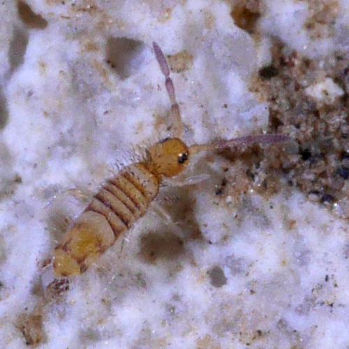 Entomobrya nigrocincta